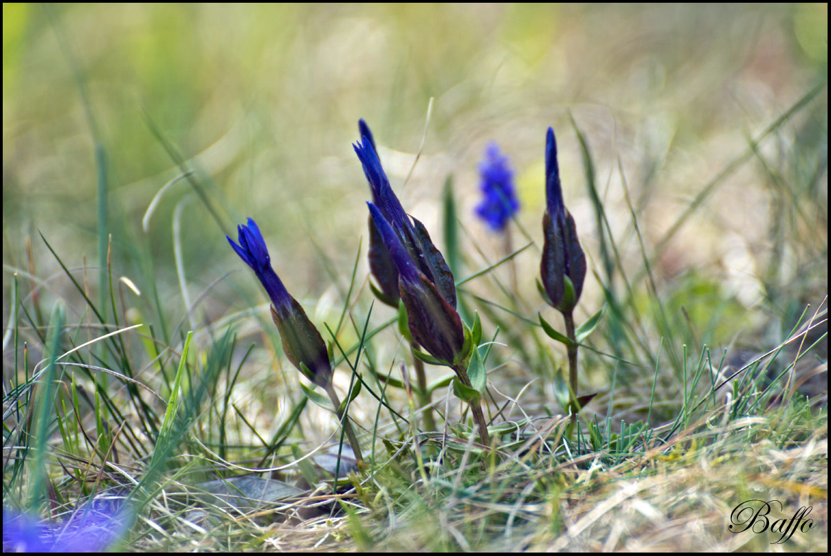 Gentiana verna subsp. tergestina  / Genziana di Trieste
